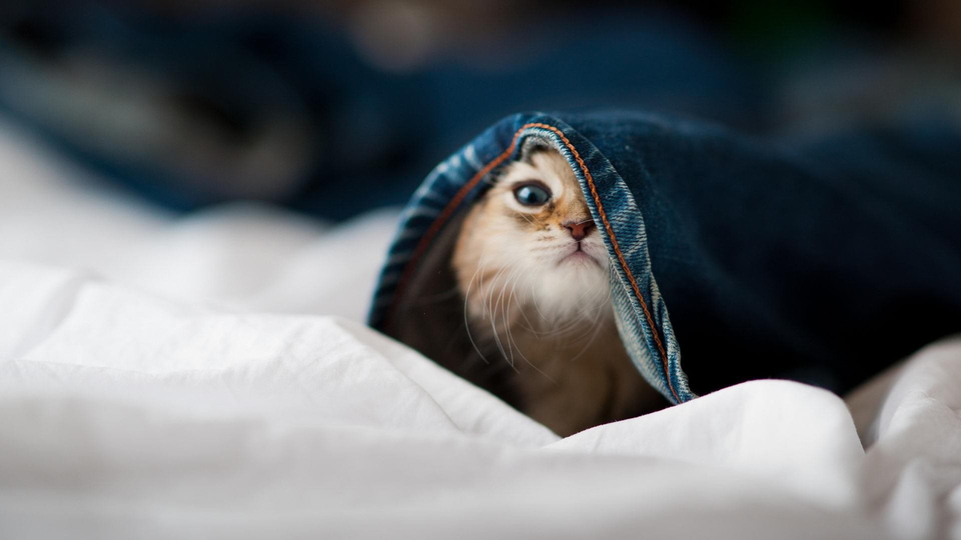 _猛龙逐渐找回感觉,迎来胜利_,看一下猛龙