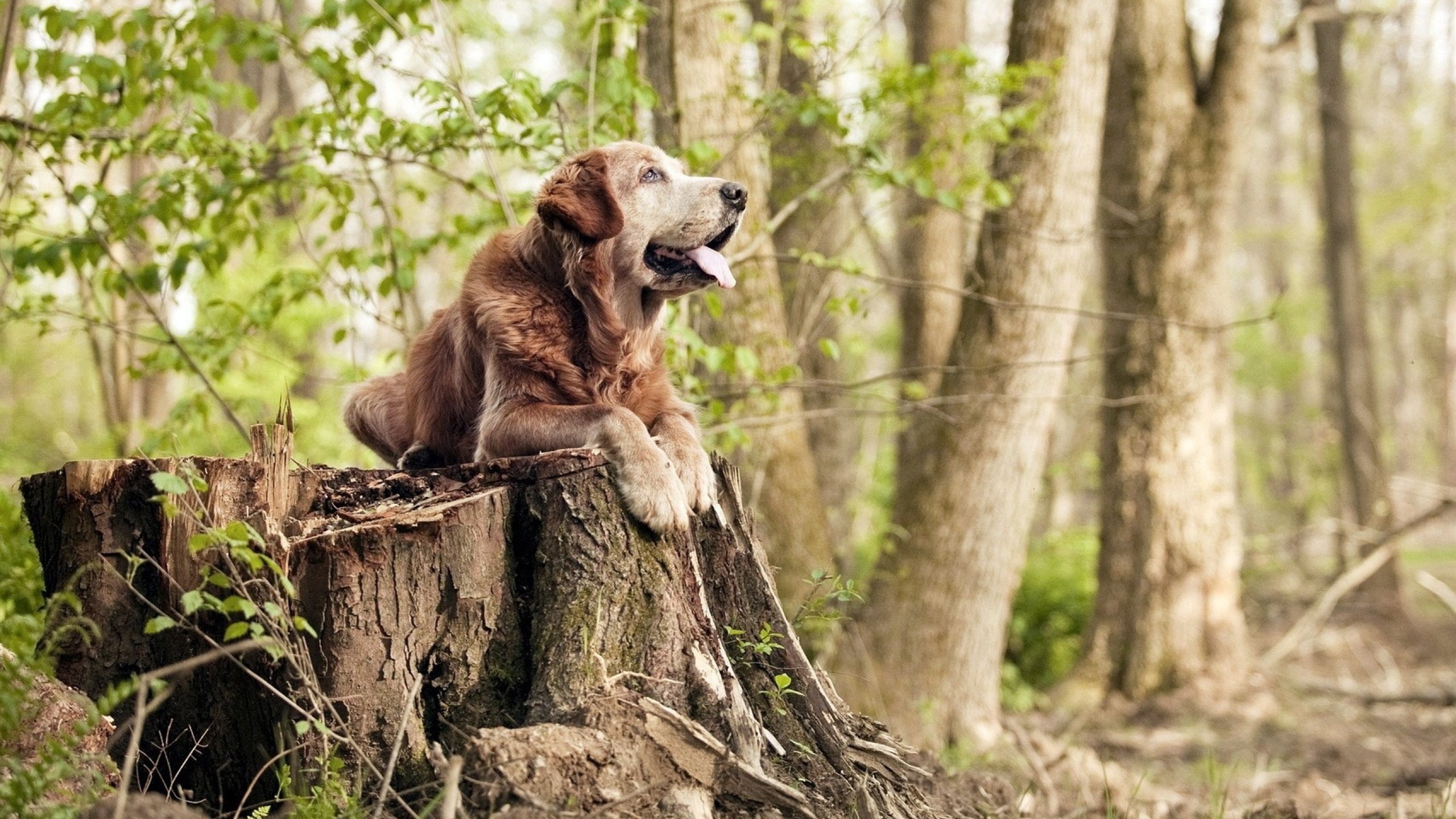 意甲大战火热,球员表现神勇,精彩镜头不断,意甲对阵时间表
