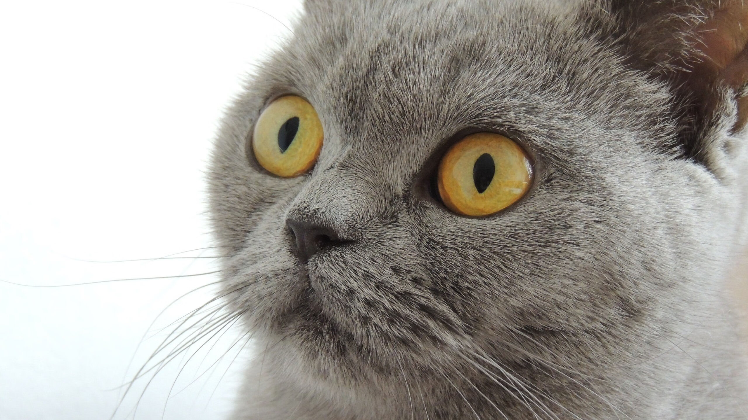 上海申花将迎来关键一战,期望赢得三分,上海申花官宣