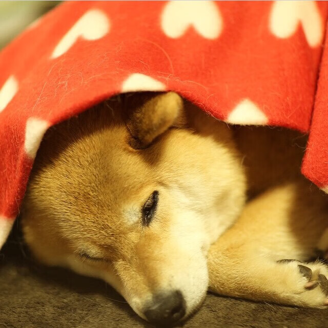 米兰体育官网平台-亚洲篮球联赛观众热情持续高涨，亚洲篮球杯赛程