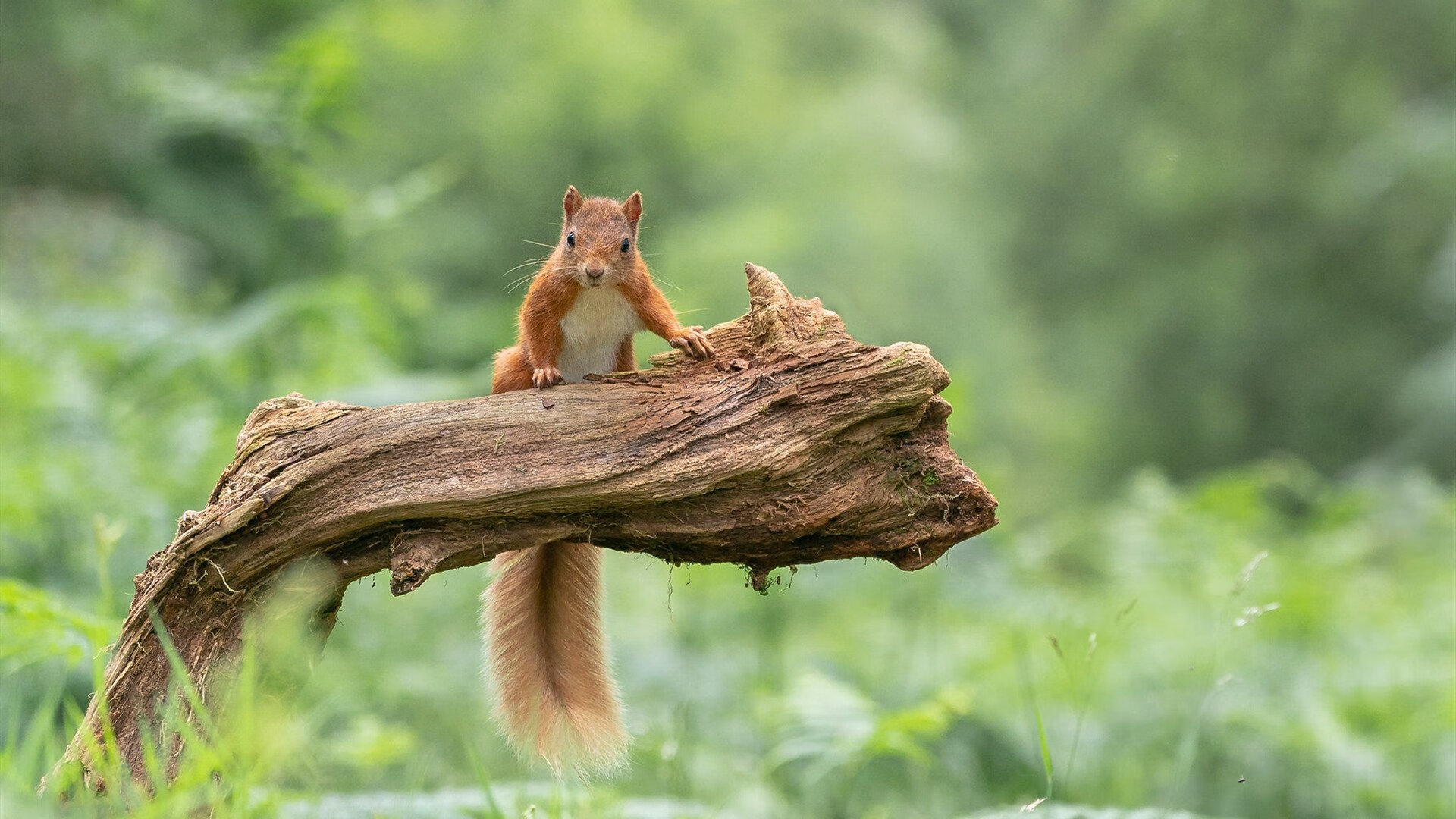 AC米兰队-关键网球女单半决赛激战连场，网球女单决赛打几局