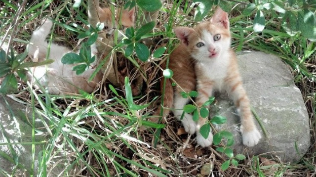 米兰体育下载-国足战术执行力增强，比赛表现出色，国足的战术