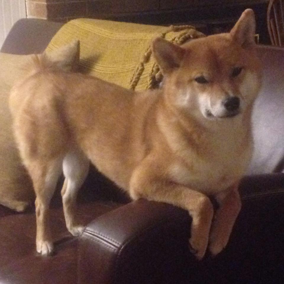 湖人大胜雄鹿,抢七大战中詹姆斯篮下统治全场,湖人对雄鹿聚胜顽球汇