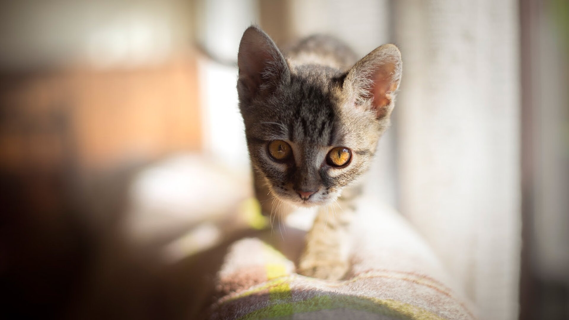 米兰官方网站-电竞赛事直播多视角技术应用及观众体验优化，电竞屏可视角度