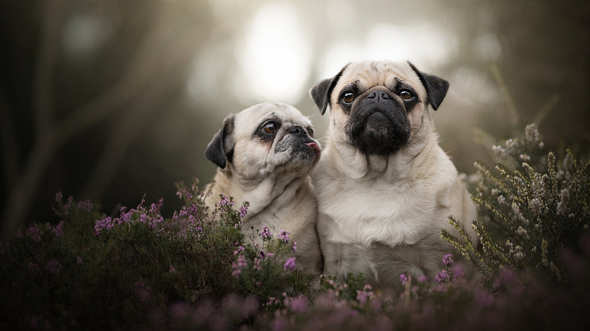 米兰全站APP正式版下载-中国足球俱乐部市场化程度不足，中国足球俱乐部现状