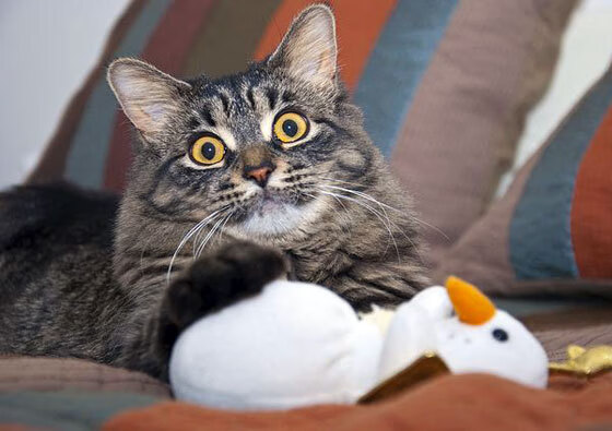 李娜被评为网坛影响力人物排名前列,李娜网球明星