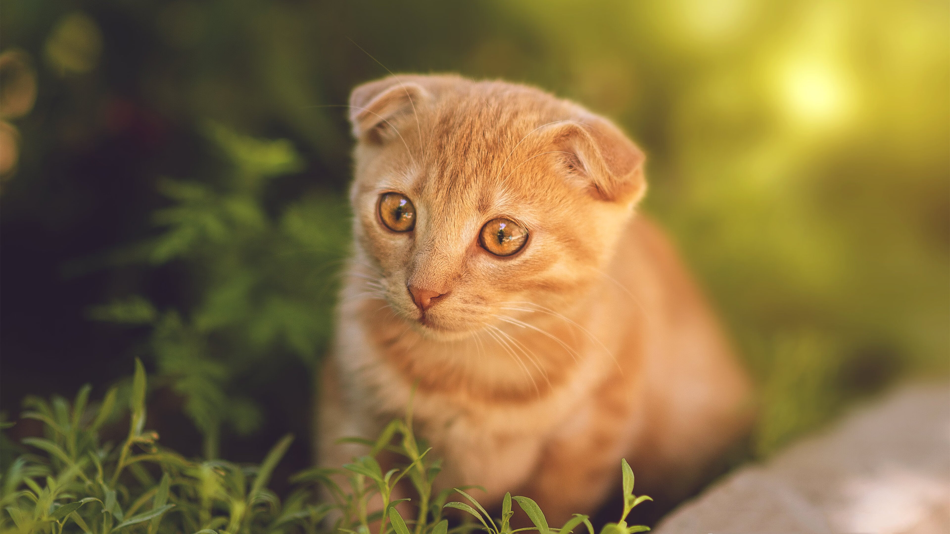 AC米兰新闻-男子游泳队有望挑战更多自由泳项目，男子自由泳比赛