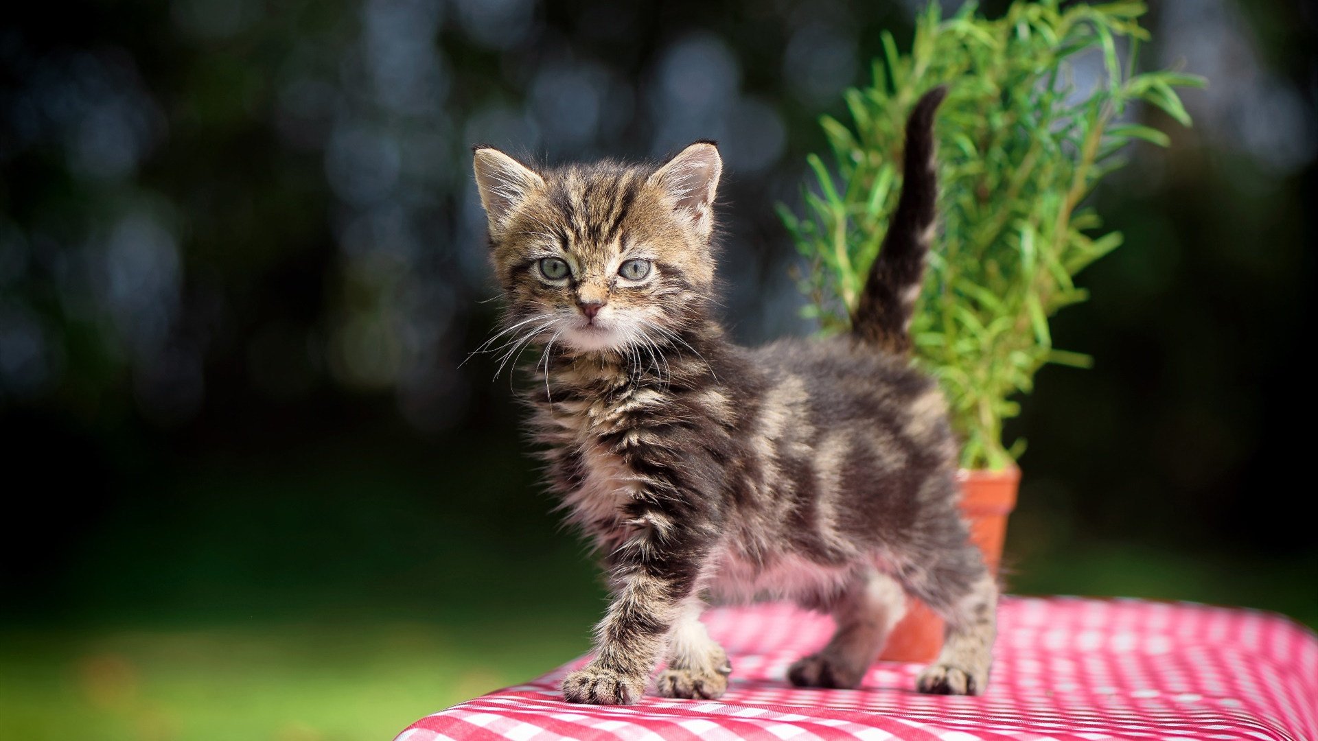 AC米兰赛程-贝尔哈德·福特：凭借高超的球技与战术意识，让全黑队的攻防体系更上一层楼